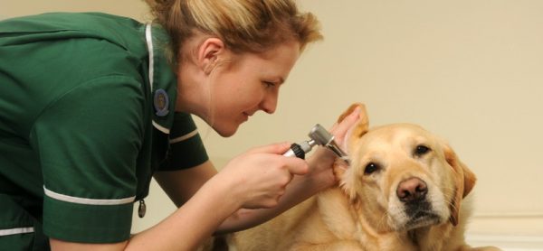 lavorare con gli animali